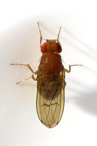 Drosophila immigrans